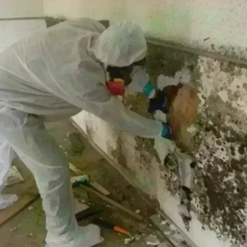 Mold Remediation and Removal in Wake Village, TX